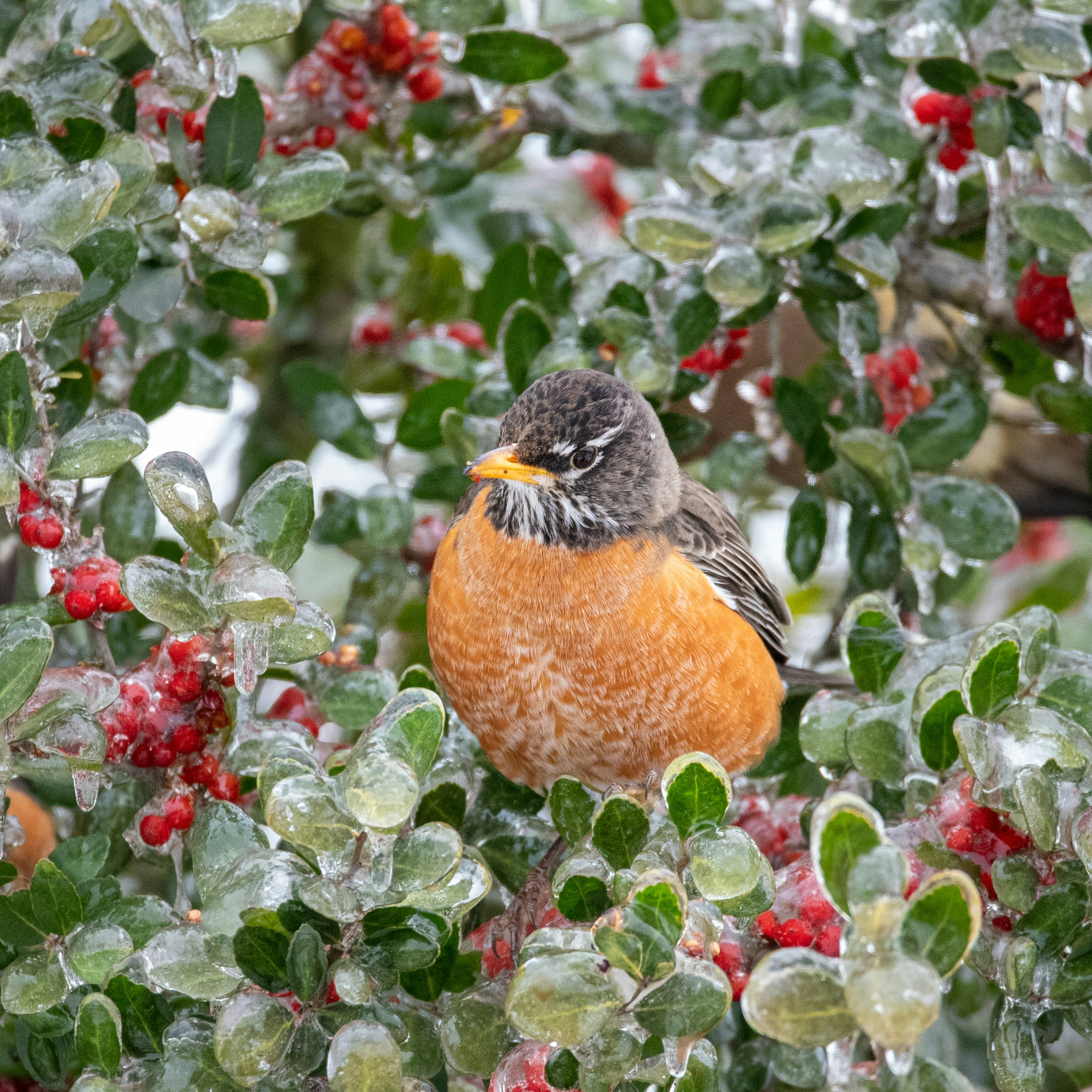 brown and black bird on red and green leaves